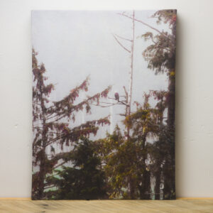 Rainforest