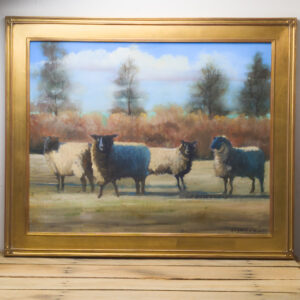 Mr. Shews Sheep
