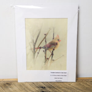 Female Cardinal in Lilac Bush