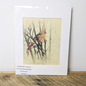Female Cardinal in Lilac Bush 2