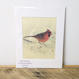 Male Cardinal in Snow