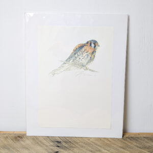 Sparrow Hawk