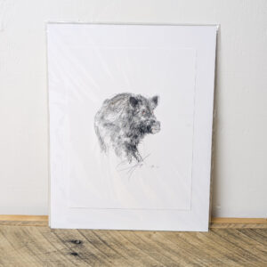 Wild Boar