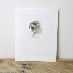 Falcon