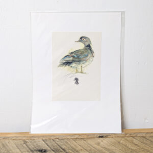 Wood Duck