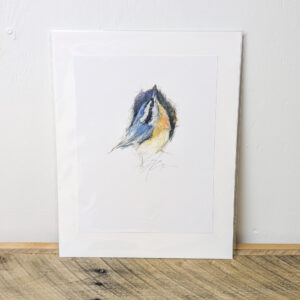 Blue Titmouse