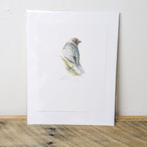 Bluebird