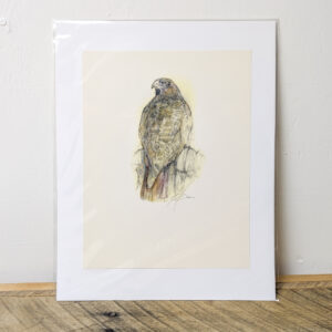 Hawk